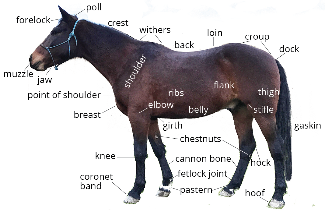 Horse Anatomy 101 | Learn About A Horse's Body Parts | Pony Dreams