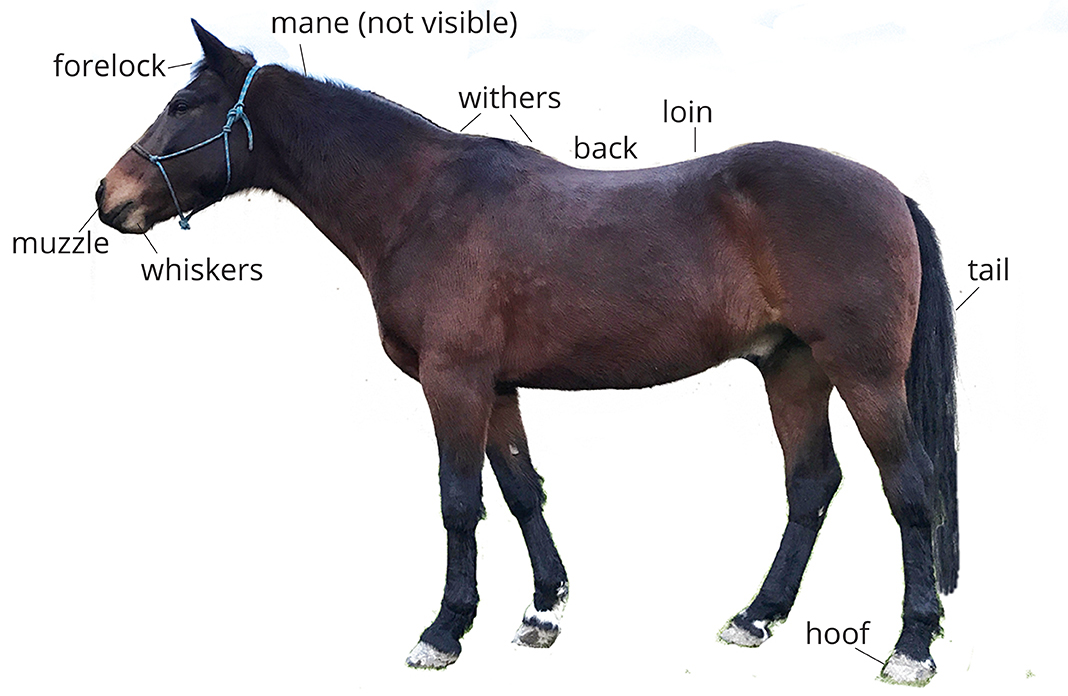 horse anatomy front view