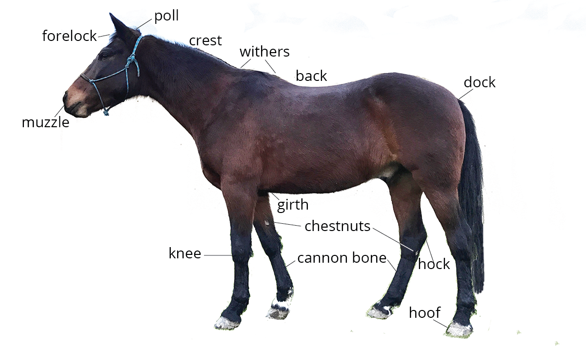 Horse Anatomy 101 | Learn About A Horse's Body Parts | Pony Dreams