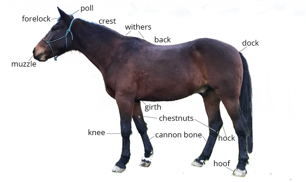 Horse Anatomy Quiz: Student | Pony Dreams