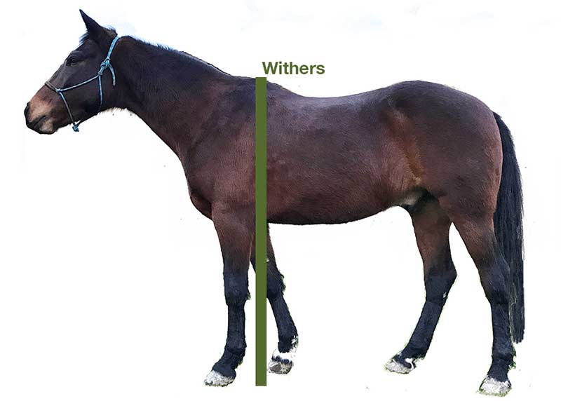 horse's height