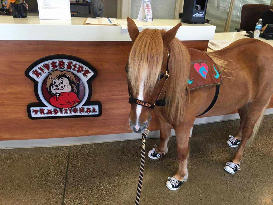 Miniature Horses: Raleigh