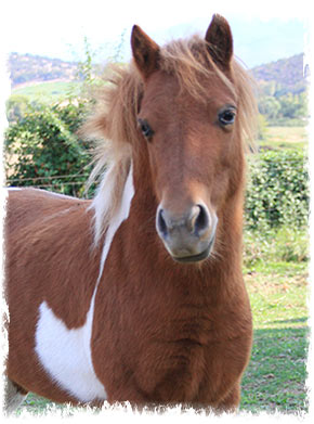 Trixie