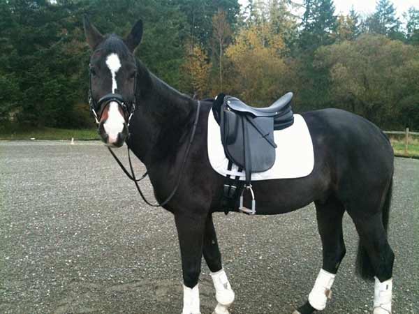 Augie with a dressage saddle